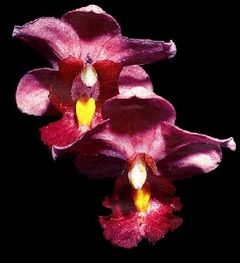 Immagine profilo di orkideaoriental